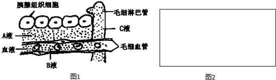 (2)co 2不从毛细血管进入胰腺组织细胞的原因是毛细血管内c