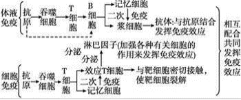 淋巴论人口_淋巴肿大图片(3)