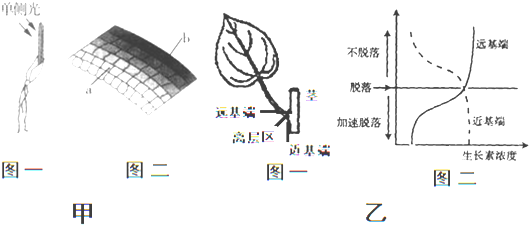 下照射一段时间,然后取胚芽鞘尖端以下部位制成临时装片(图甲中图二)