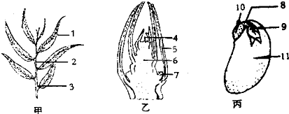 叶芽.种子的结构示意图.