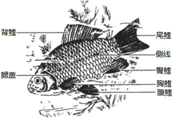 鱼戏莲叶间 是描述小鱼在莲间自由游泳时的情