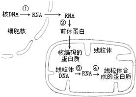 细胞内DNA控制RNA合成过程中需要RNA聚合