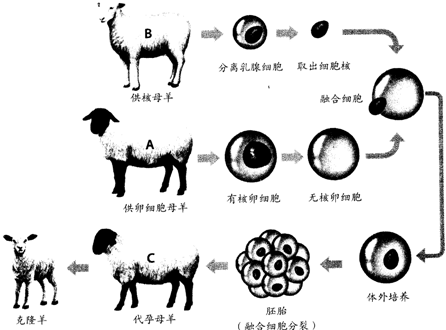 在图中克隆羊多莉的生物学特征如形态上的各种特征还有行为上的特征