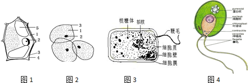以下四图表示显微镜下看到的洋葱鳞片叶的紫色表皮,人