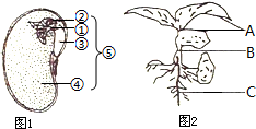 如图是菜豆种子的结构及幼苗示意图.