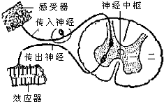 神经调节的基本方式是反射,完成反射的结构基础是反射弧.