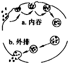 如图所示细胞对物质"胞吞(内吞)"和"胞吐(外排)"的过程,下列有关叙述