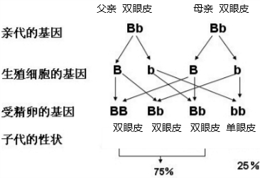 一对夫妇都是双眼皮,基因型皆为bb,则子女的基因型是( )