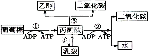 生物体内葡萄糖分解代谢过程的图解如图.据图回答下列问题