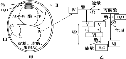 如图是某植物光合作用和细胞呼吸过程示意图.