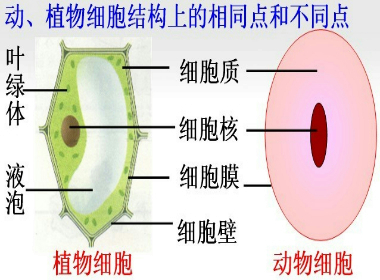 动.植物细胞的基本形状和结构是一样的. . 题目和参考答案