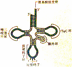 如图是trna的结构示意图,则下列说法正确的是(  )