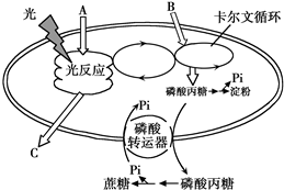 磷酸转运器可将卡尔文循环过程中产生的磷酸丙糖运至细胞质用于蔗糖