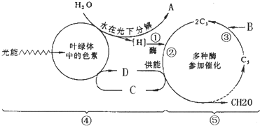 (2③两个生理过程分别是.在光合作用两个