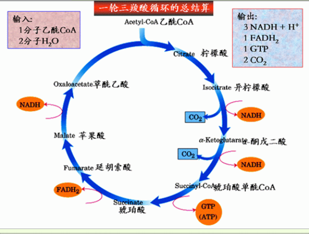 三羧酸循环中.哪一个化合物前后各放出一个分子的co2 a.柠檬酸b.乙