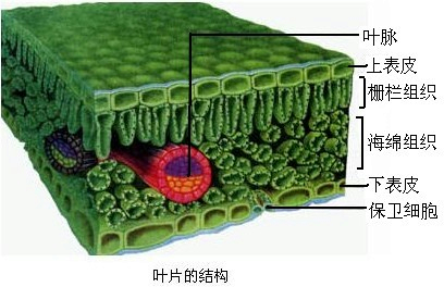 因此,树叶的正面总是比背面的绿色更深一些,这是因为叶肉细胞(栅栏层