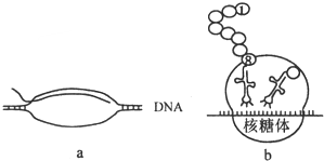 图中a.b表示某生物体内两种生理过程.下列叙述