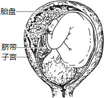 图为怀孕的母体子宫结构图.据图回答下列问题
