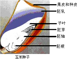 比较菜豆种子和玉米种子的结构种子萌发时胚根能够发育成