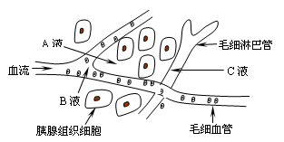 (1)a,b,c液分别为 ,三者共同构成了胰腺组织细胞生活的液体环境.