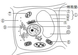 (11分)右图是植物细胞亚显微结构模式图,请据图回答