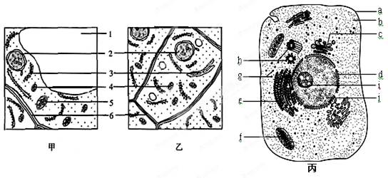 下图是某些细胞的亚显微结构示意图.请回答下列问题.