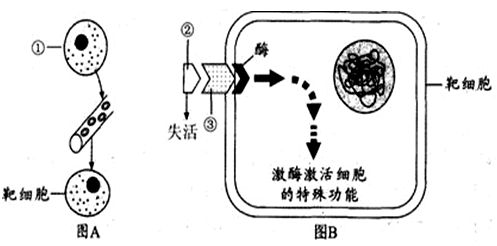 下面是与促胰液素发现过程有关的四个实验.有