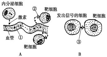 摘要:进行细胞间的信息交流.