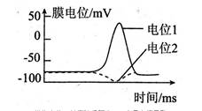 如图是离体实验条件下神经突触后膜的膜电位变化的两种情况示意图,有