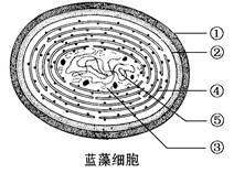 下面分别是蓝藻细胞和酵母菌细胞(①为细胞壁)的结构模式图,请据图