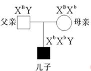 克氏综合征是一种性染色体数目异常的疾病现有一对表现型正常的夫妇生