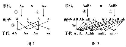 a基因自由组合定律的实质表现在图中的⑥