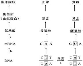 人类镰刀型细胞贫血症发生的根本原因是( )