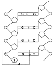 下面是某dna分子的部分平面结构示意图,据图回答