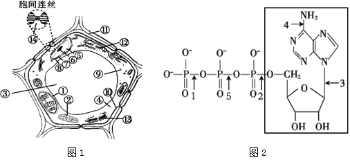 42.(6分)下面图1是细胞亚显微结构模式图,图2是atp的分子结构式.