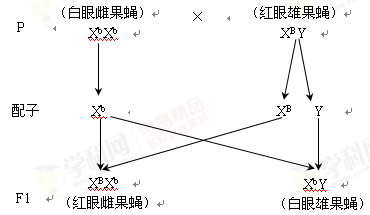 摩尔根起初对萨顿类比推理提出的假说持怀疑态度.他及