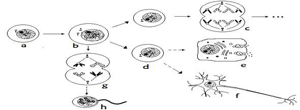 下图表示一哺乳动物体内细胞的某些生命活动.