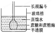 玻璃槽中是蒸馏水.半透膜允许单糖通过.漏斗中先装入蔗糖溶液.