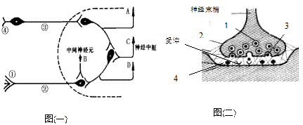 下图一是反射弧的组成示意图虚线内为神经中枢图二是一个突触的结构