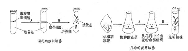 (10分)下图表示菊花的嫩枝和月季的花药离体培养过程,请据图回答下面