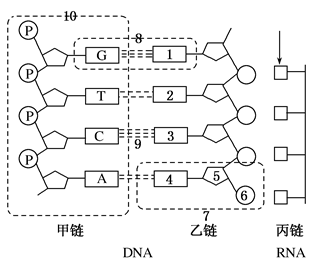 下图表示dna分子的一部分和rna分子的一个片段据图回答