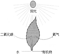 根据左图,请你写出表示光合作用过程的公式