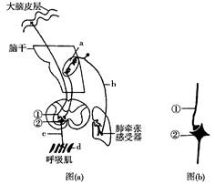 肺牵张反射是调节呼吸的反射之一图a为肺牵张反射示意图该反射的感受
