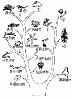 右图为表示生物进化大致历程的进化树,请据图回答下面的问题.