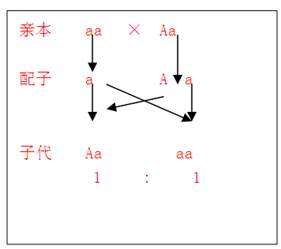 双眼皮之分由一对等位基因aa控制下图为一个家族中眼睑性状的遗传系谱