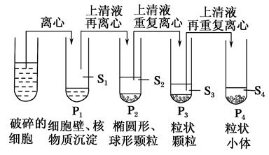 高中生物 题目详情(8分 差速离心法(分级离心分离法)的一般步骤:匀浆