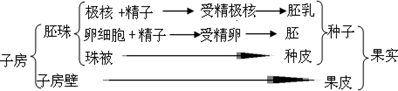 试题分析:果实和种子的形成如图所示