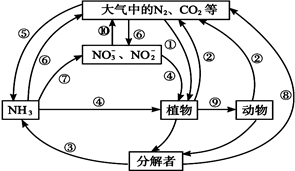 (8分)生态系统中氮循环和碳循环及其相互关系的简图如下