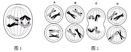 下图1为某细胞减数第一次分裂后期图请在图2中选出该细胞处于减数第二