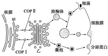 聚德霍夫三位科学家,以表彰他们发现了细胞内囊泡转运的调控机制.